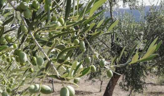 Secuenciar el ADN de alimentos como la aceituna o la uva mediante las PCR es el método más fiable para que al productor o al consumidor no le den gato por liebre. Marta Prado, investigadora del Instituto Nanotecnología (INL) de Braga, avanza a EFE que acaban de crear un prototipo rápido y eficaz.
En la imagen, olivos centenarios del Valle de Quiroga (Lugo, España) que producen aceitunas autóctonas denominadas brava y mansa sobre las que se ha desarrollado la investigación.