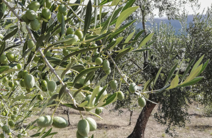 Secuenciar el ADN de alimentos como la aceituna o la uva mediante las PCR es el método más fiable para que al productor o al consumidor no le den gato por liebre. Marta Prado, investigadora del Instituto Nanotecnología (INL) de Braga, avanza a EFE que acaban de crear un prototipo rápido y eficaz.
En la imagen, olivos centenarios del Valle de Quiroga (Lugo, España) que producen aceitunas autóctonas denominadas brava y mansa sobre las que se ha desarrollado la investigación.